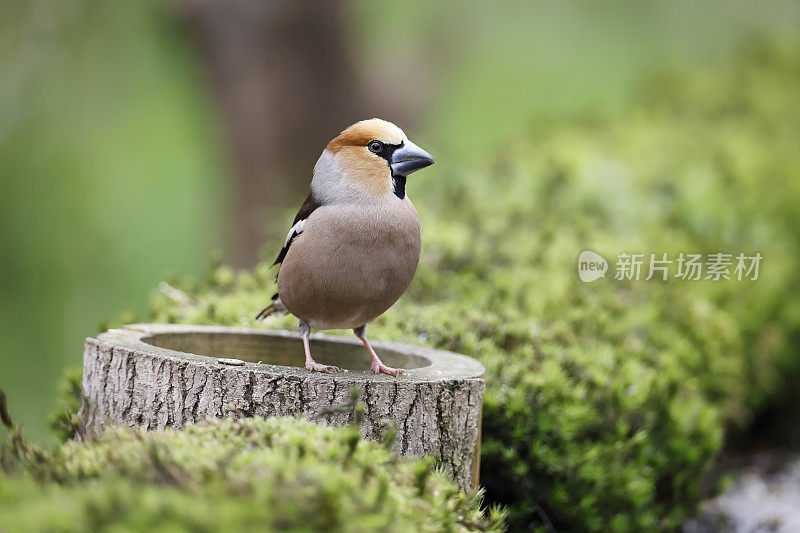 山雀（Coccothraustes coccothraustes）国际象棋